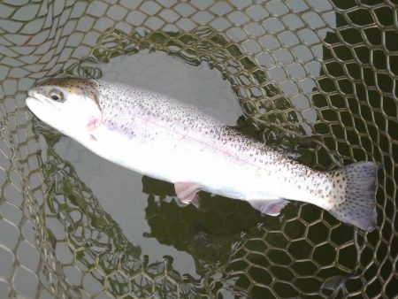 大安トラウトレイク 釣果